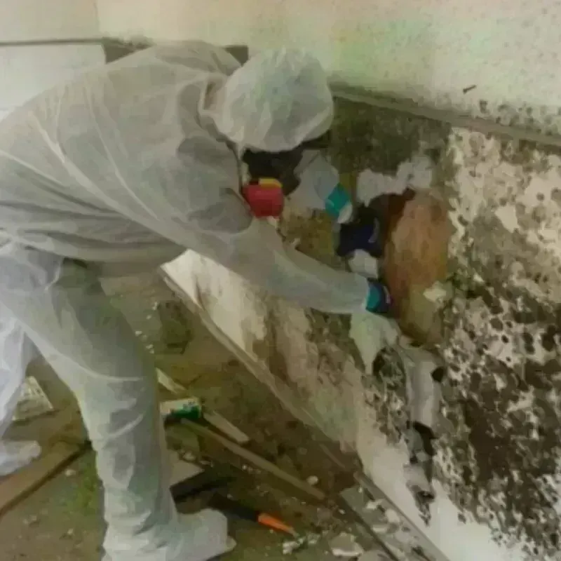 Mold Remediation and Removal in Clark-Fulton, OH